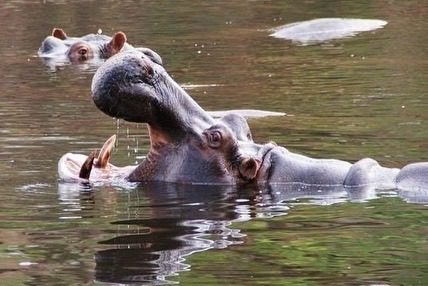 Marre aux Hippopotames 1